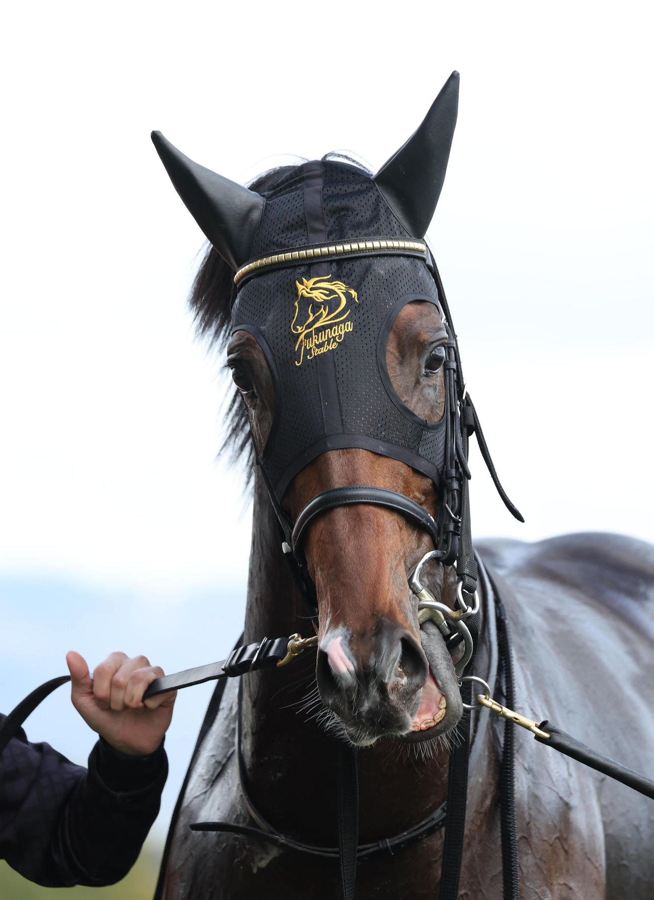 京都6R新馬戦を快勝したネブラディスク（撮影・白石智彦）