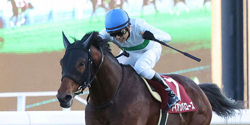 ステイヤーズS】連覇狙うアイアンバローズ／今週の注目レース - 競馬