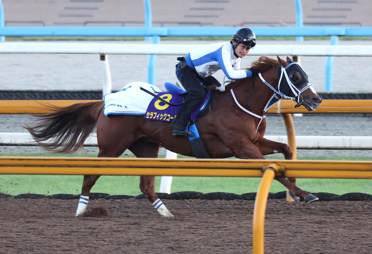 21日、Cウッドを併せ馬で追い切るセラフィックコール