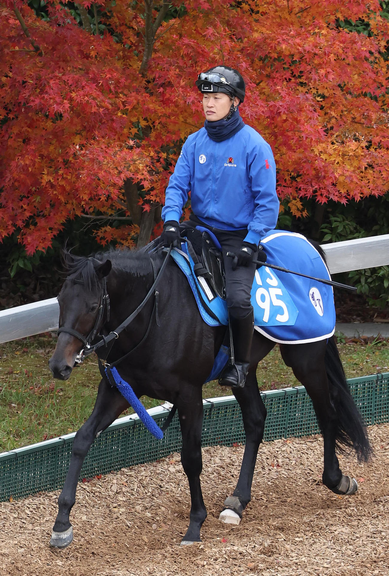 紅葉を背に運動するディープモンスター（撮影・白石智彦）