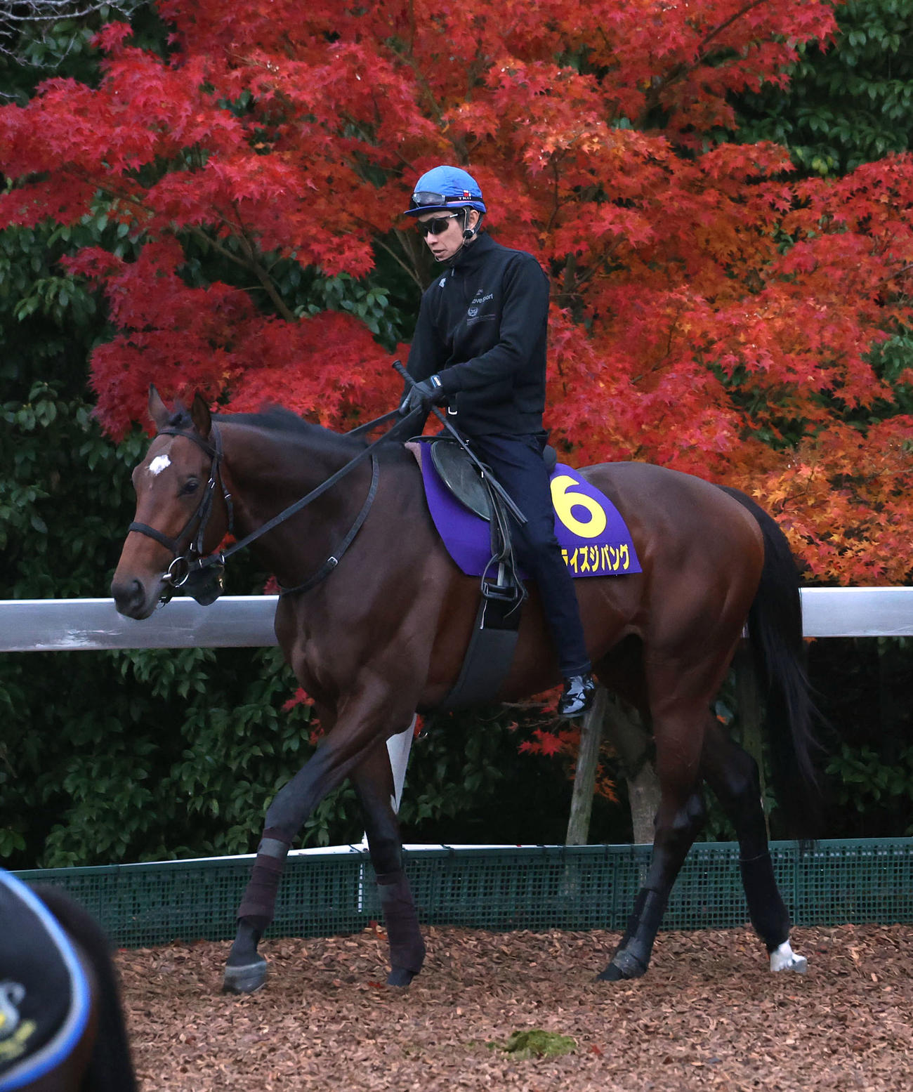 武豊騎手を背に紅葉が色づく角馬場で運動するサンライズジパング（撮影・白石智彦）