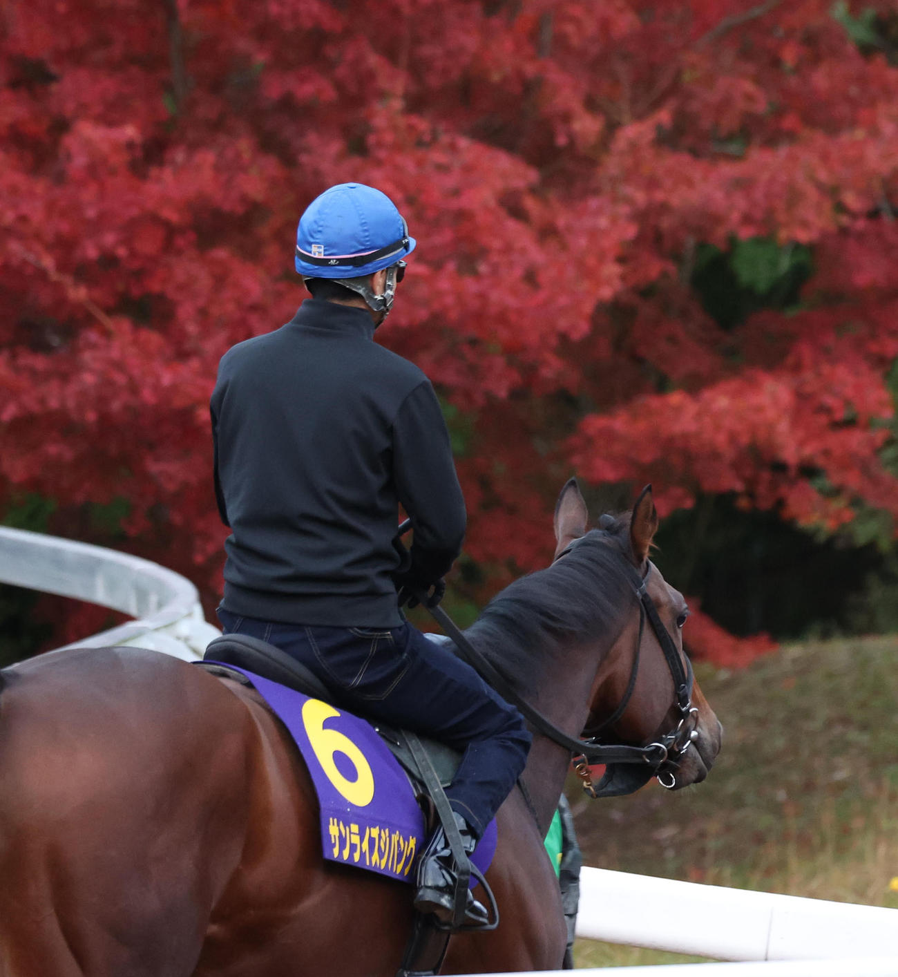 武豊騎手を背に紅葉が色づく角馬場で運動するサンライズジパング（撮影・白石智彦）