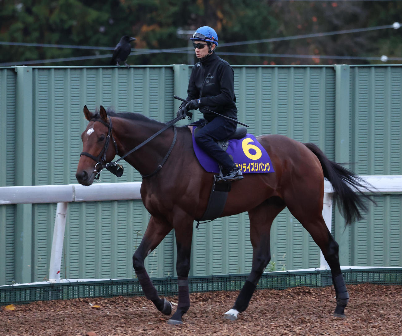 武豊騎手を背に角馬場で運動するサンライズジパング（撮影・白石智彦）