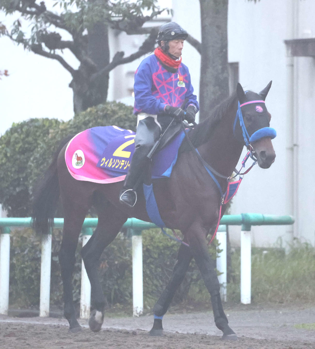 夜が明ける前から乗り運動するウィルソンテソーロ（撮影・丹羽敏通）