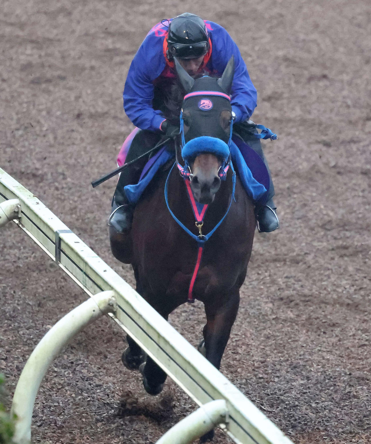 力強いフットワークで美浦坂路を駆け上がるウィルソンテソーロ（撮影・丹羽敏通）
