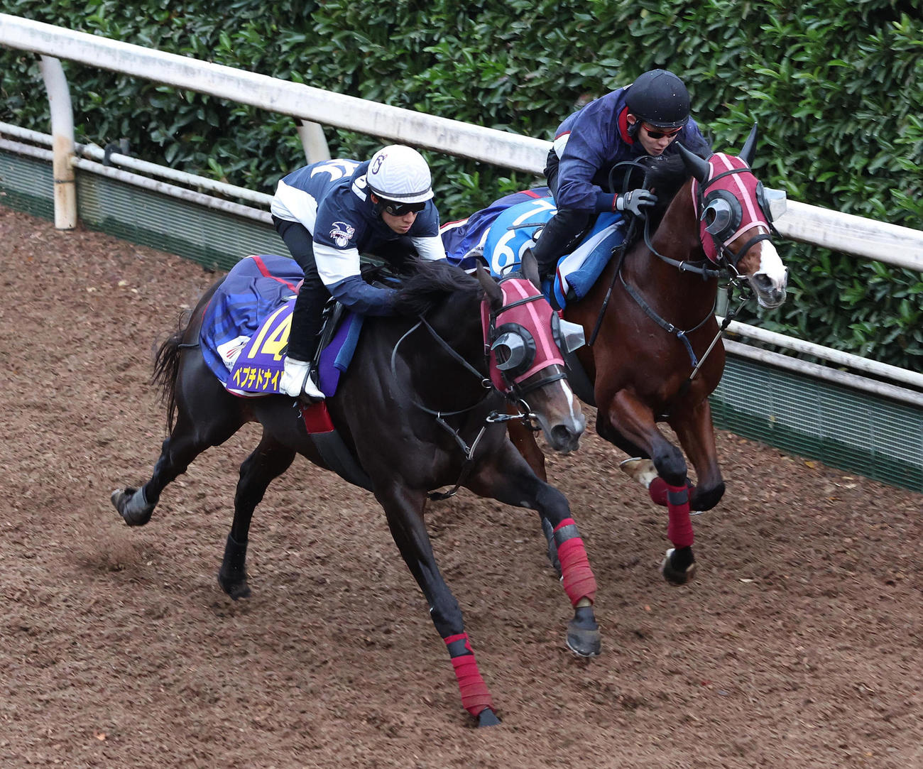 藤岡佑騎手を背に坂路をホークフィールド（右）と併せ馬で追い切るペプチドナイル（撮影・白石智彦）