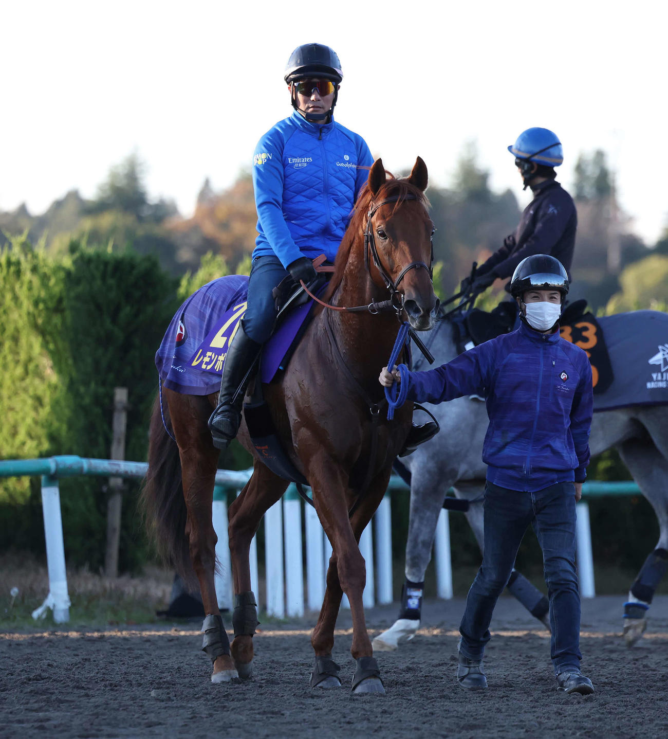 最終追い切りを終えて馬場を出るレモンポップ（撮影・丹羽敏通）