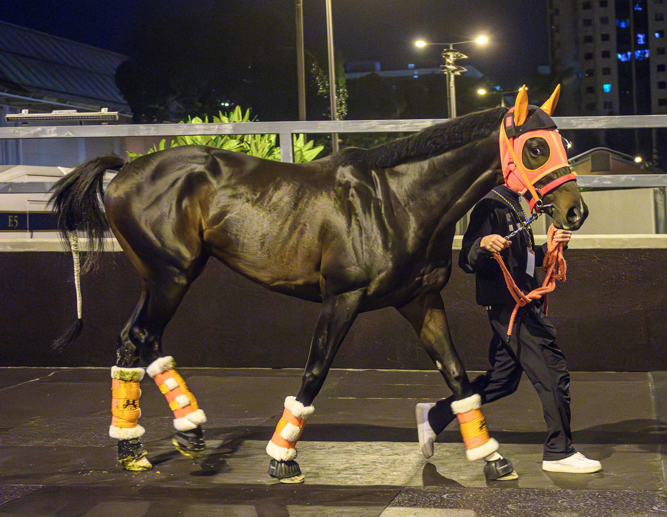 27日夜、シャティン競馬場へ到着したジャンタルマンタル（C）The Hong Kong Jockey Club