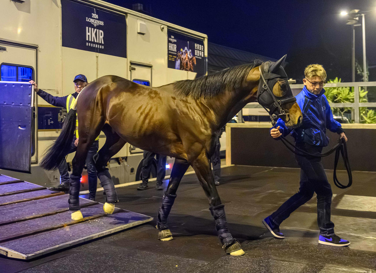 27日夜、シャティン競馬場へ到着したプラダリア（C）The Hong Kong Jockey Club