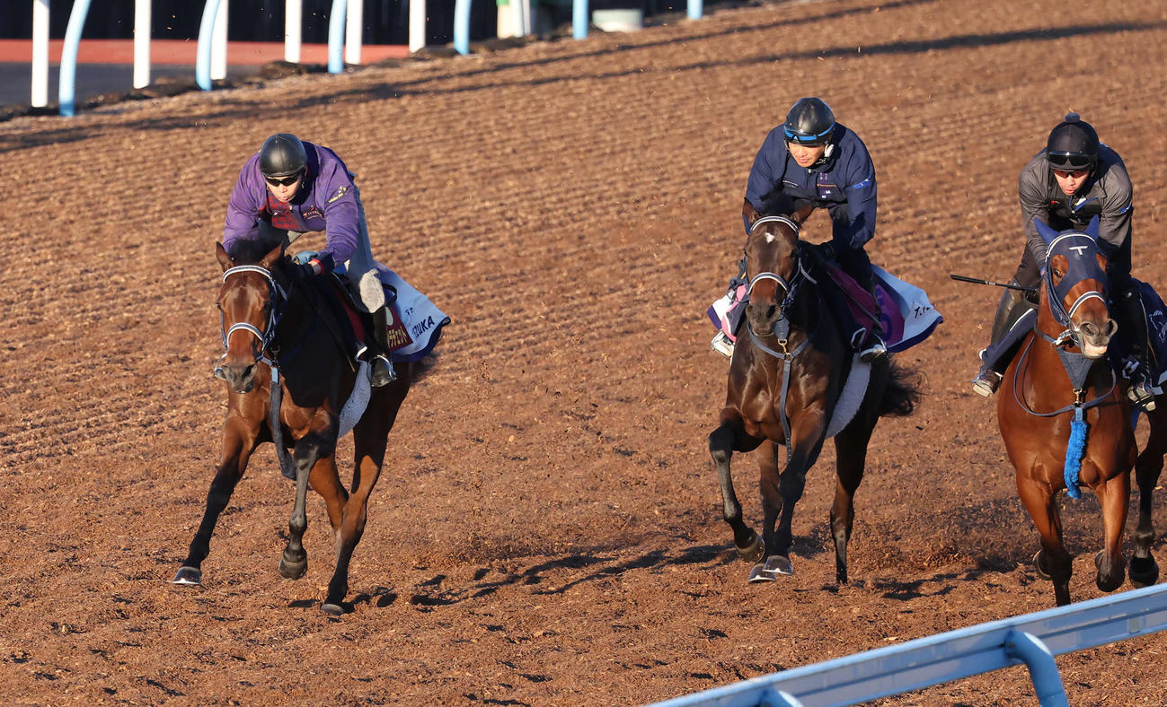前を行く僚馬を目標に美浦ウッドを単走で追い切られたブラウンラチェット（左端）（撮影・丹羽敏通）