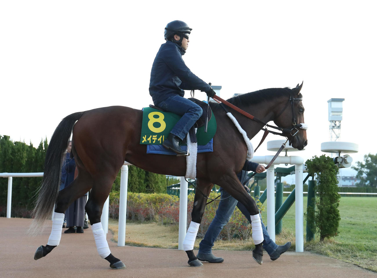 馬場入りするメイデイレディ（撮影・白石智彦）