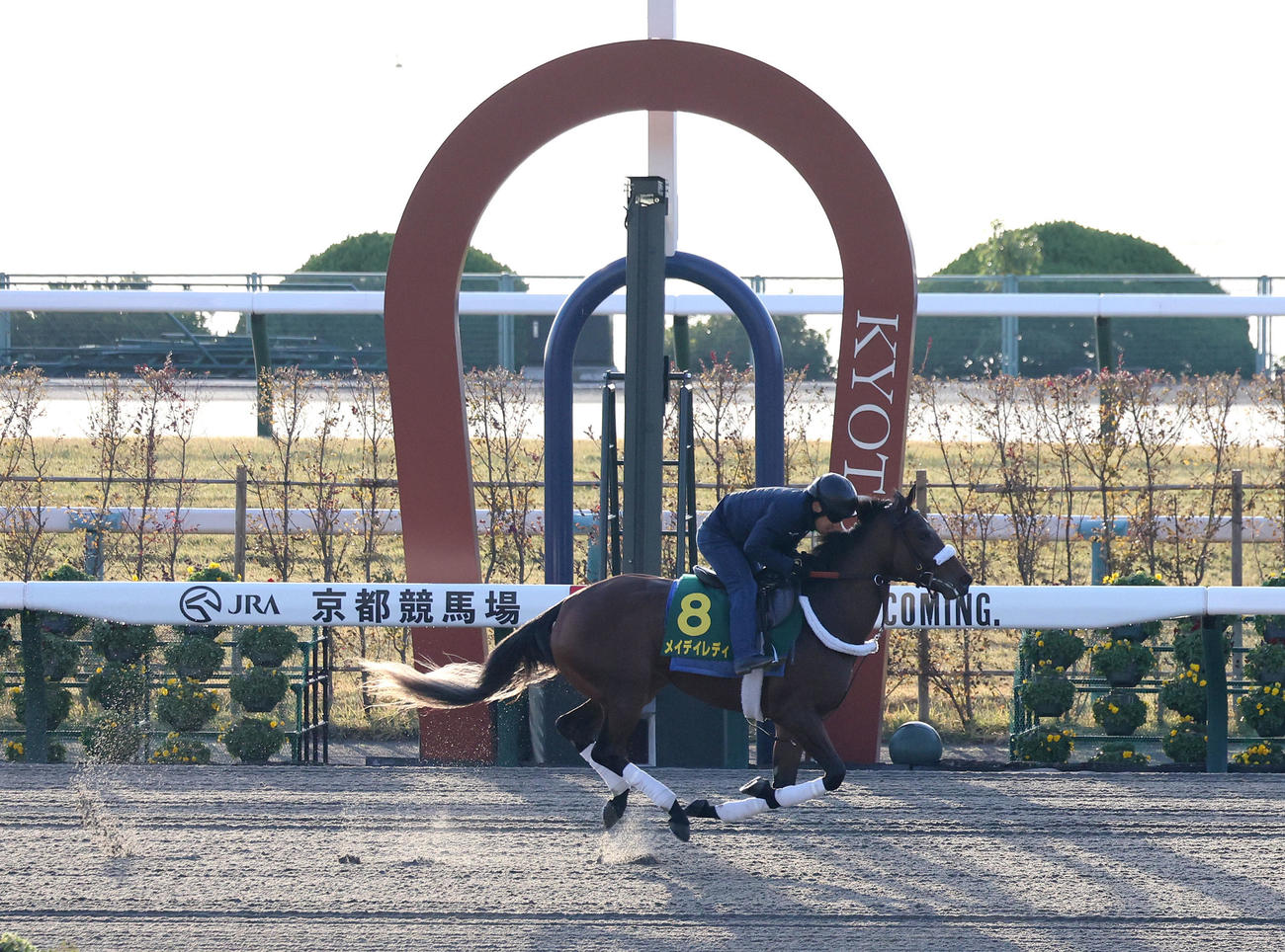 京都競馬場のダートコースを左回りでキャンター調整するメイデイレディ（撮影・白石智彦）