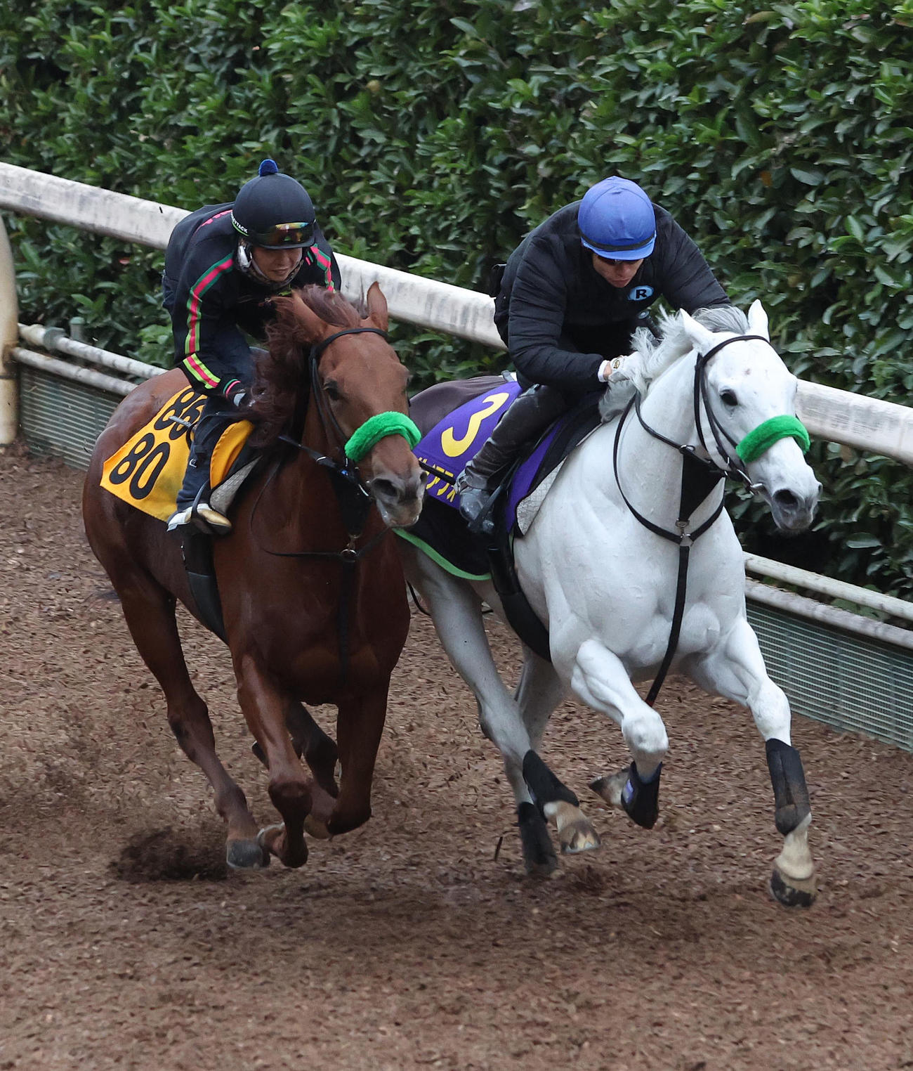 20日、長岡禎仁騎手を背に坂路をキャプテンネキ（左）と併せ馬で追い切るガイアフォース