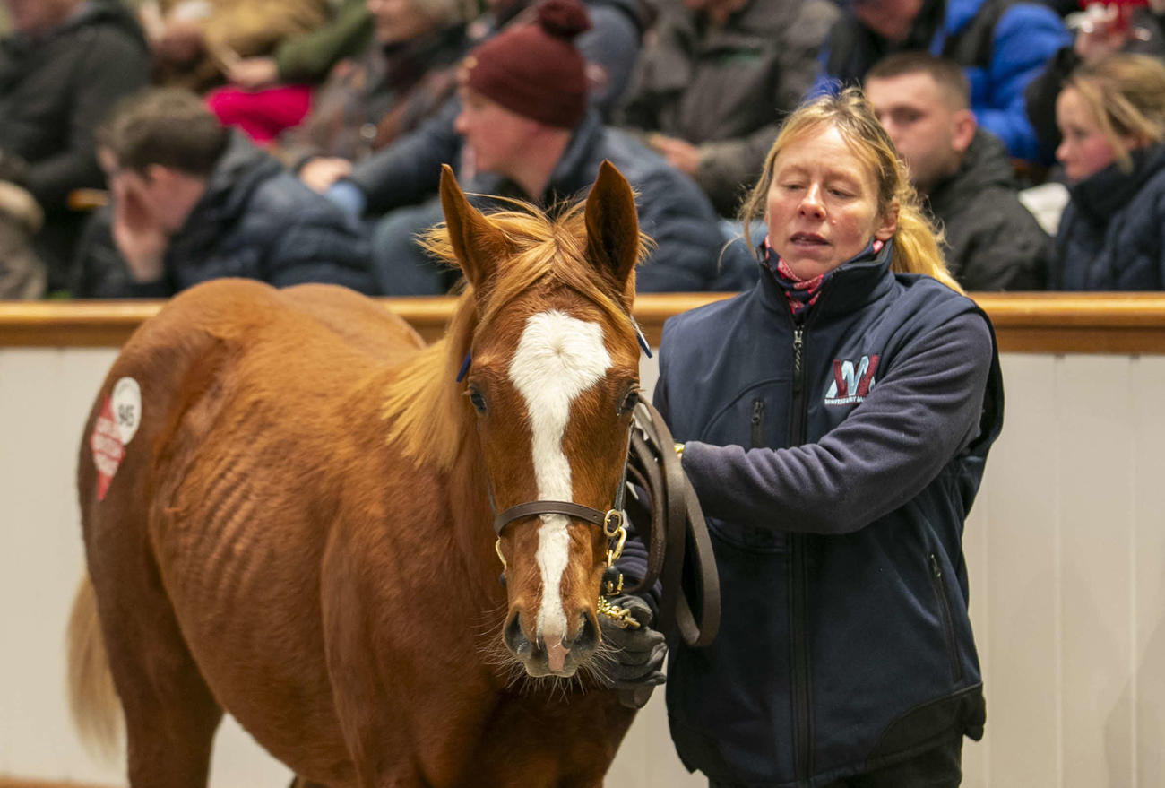 250万ギニーで落札されたフランケル産駒（C）Tattersalls