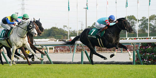 中日新聞杯を制したヤマニンサルバム(撮影・森本幸一)=2023年12月9日、中京競馬場