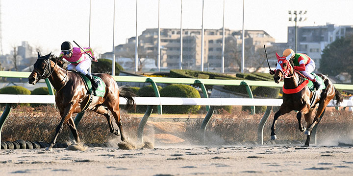 カペラSを制したテイエムトッキュウ（左）、2着チェイスザドリーム（撮影・柴田隆二）＝2023年12月10日、中山競馬場
