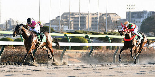 カペラSを制したテイエムトッキュウ(左)、2着チェイスザドリーム(撮影・柴田隆二)=2023年12月10日、中山競馬場