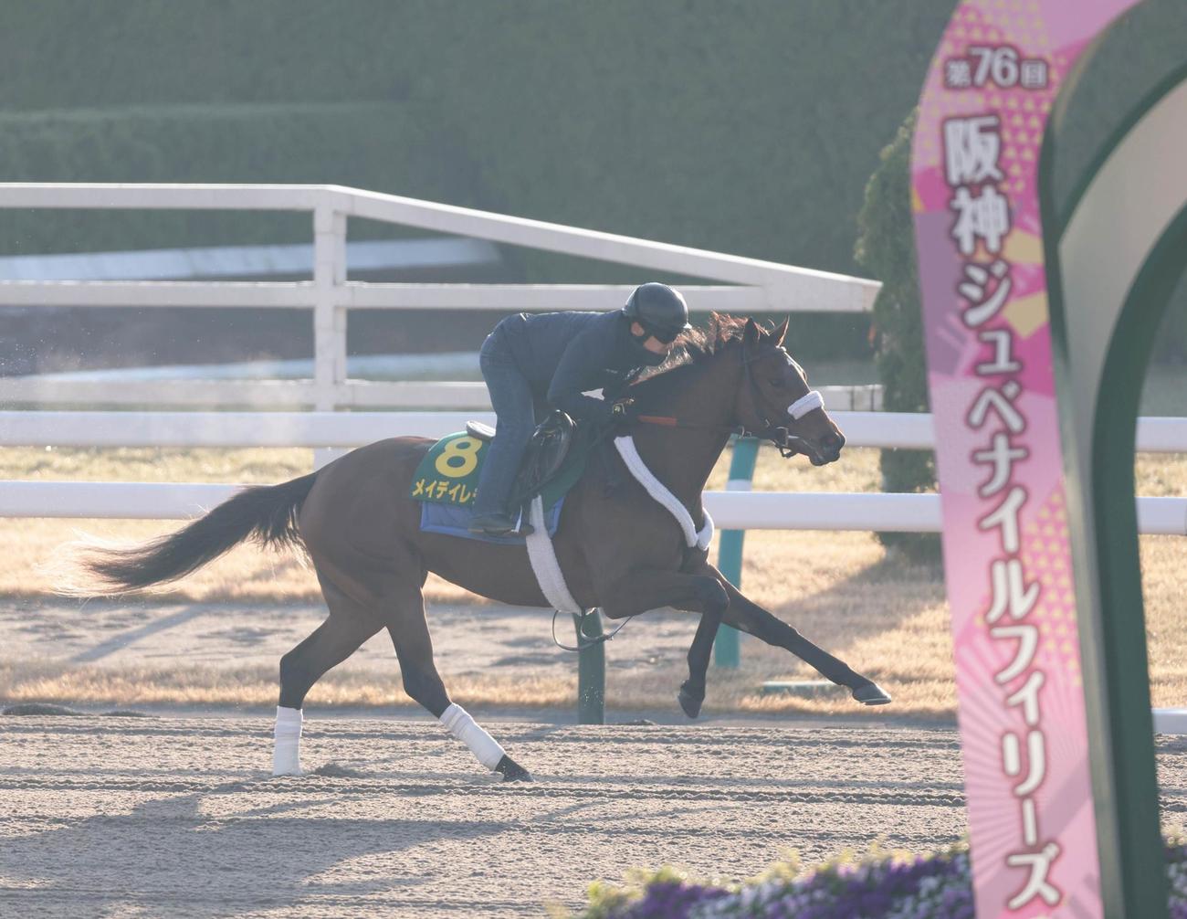 京都競馬場ダートコースで追い切ったメイデイレディ