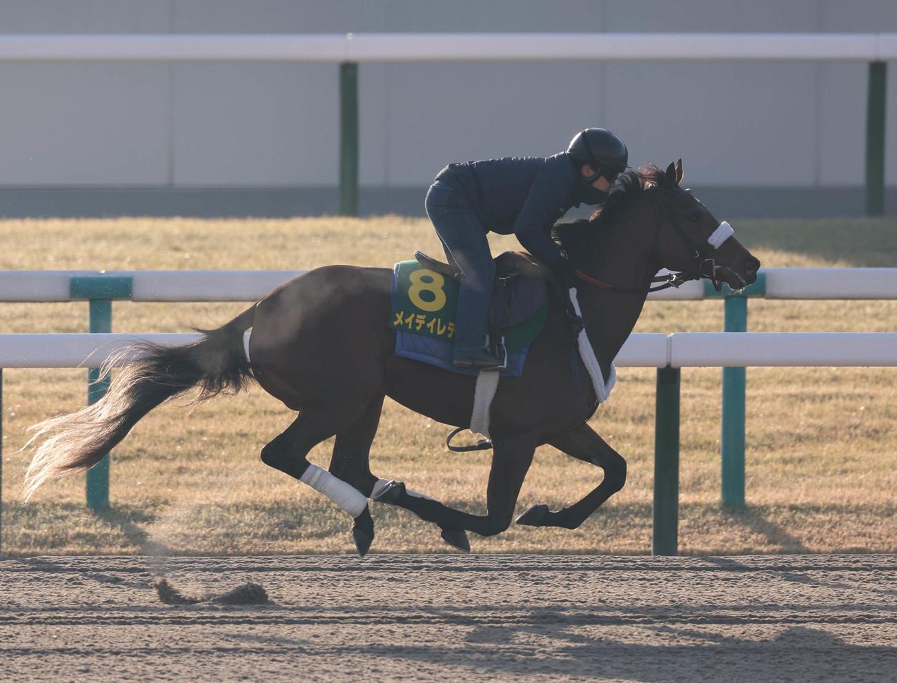京都競馬場ダートコースで追い切ったメイデイレディ