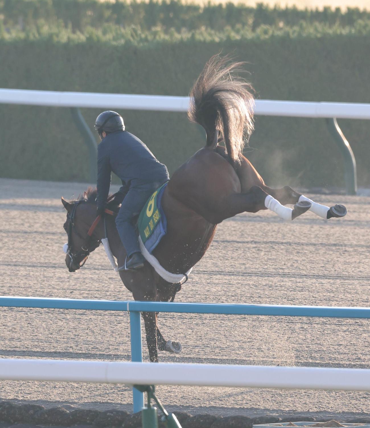 京都競馬場ダートコースで追い切ったメイデイレディ