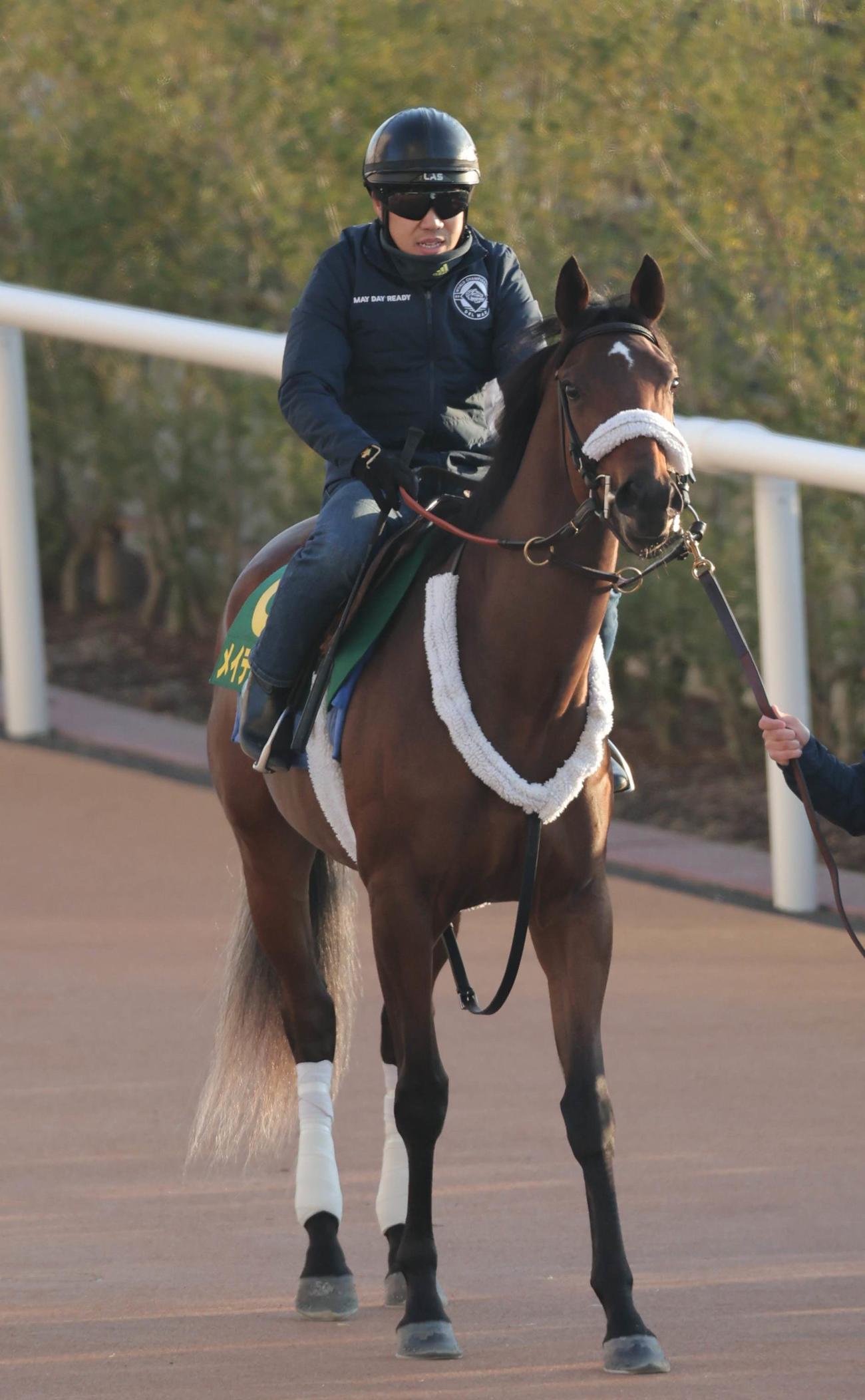 京都競馬場ダートコースで追い切ったメイデイレディ