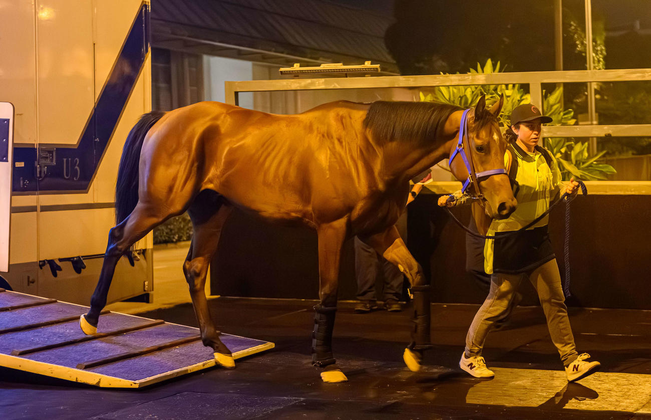 香港マイルに参戦するフランスのラザット（（C）The Hong Kong Jockey Club）