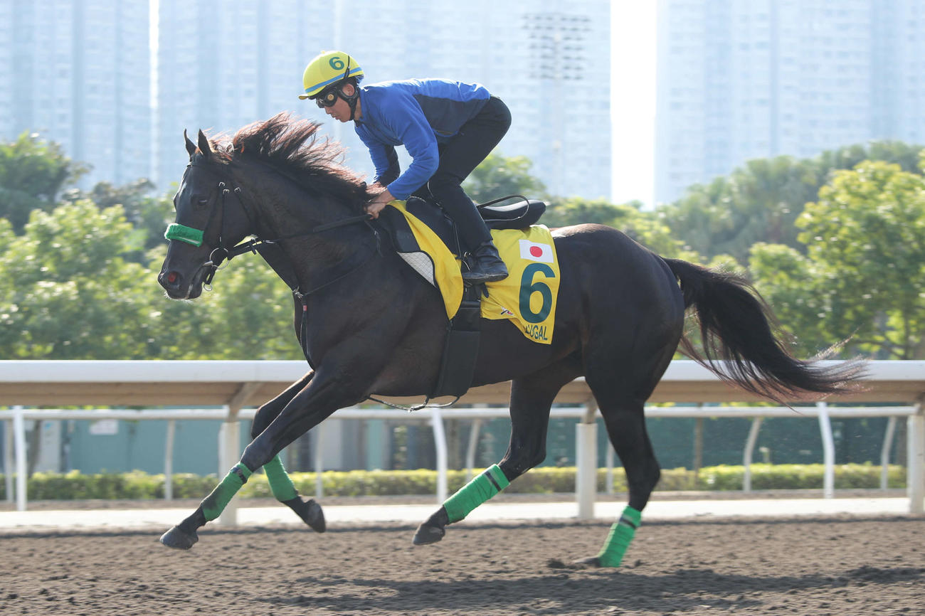 3日、シャティン競馬場で調整するルガル（（C）The Hong Kong Jockey Club）