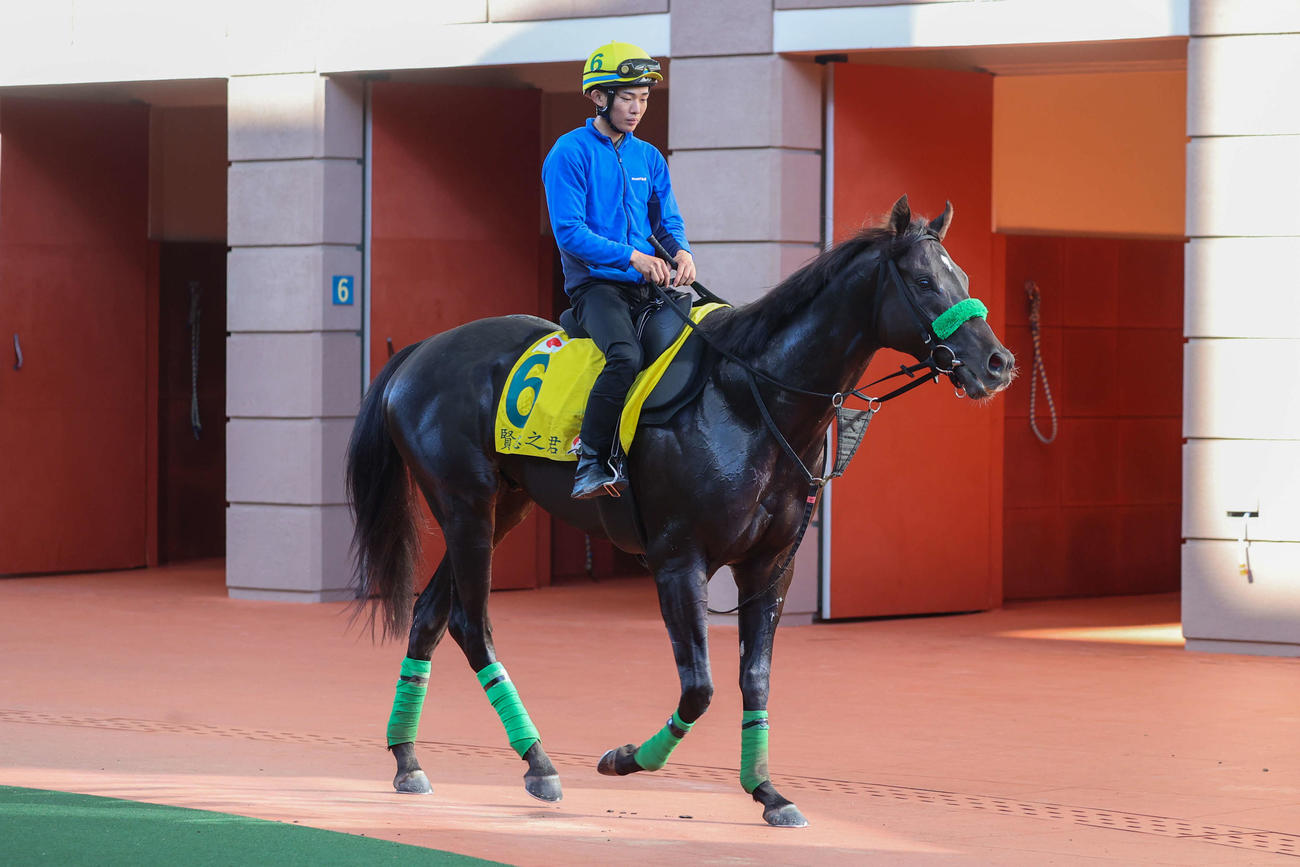 3日、シャティン競馬場でパドックをスクーリングするルガル（（C）The Hong Kong Jockey Club）