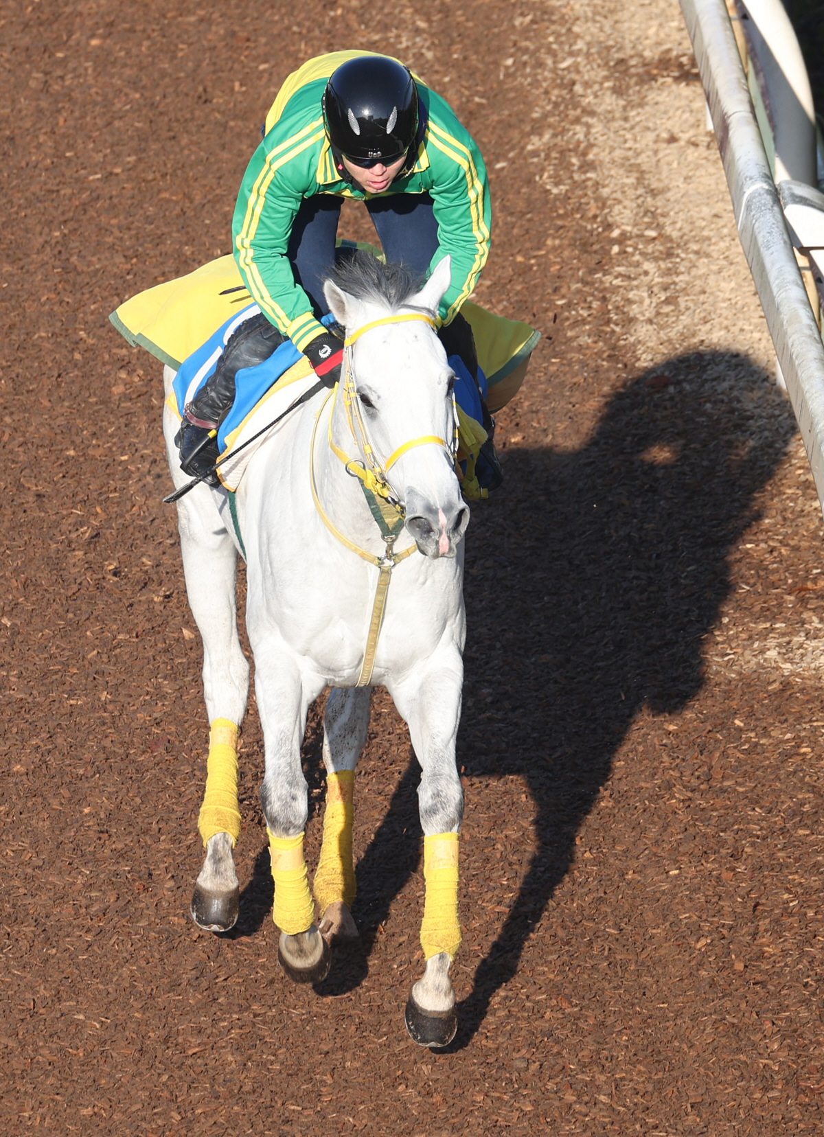 3日、坂路で追い切ったエティエンヌ