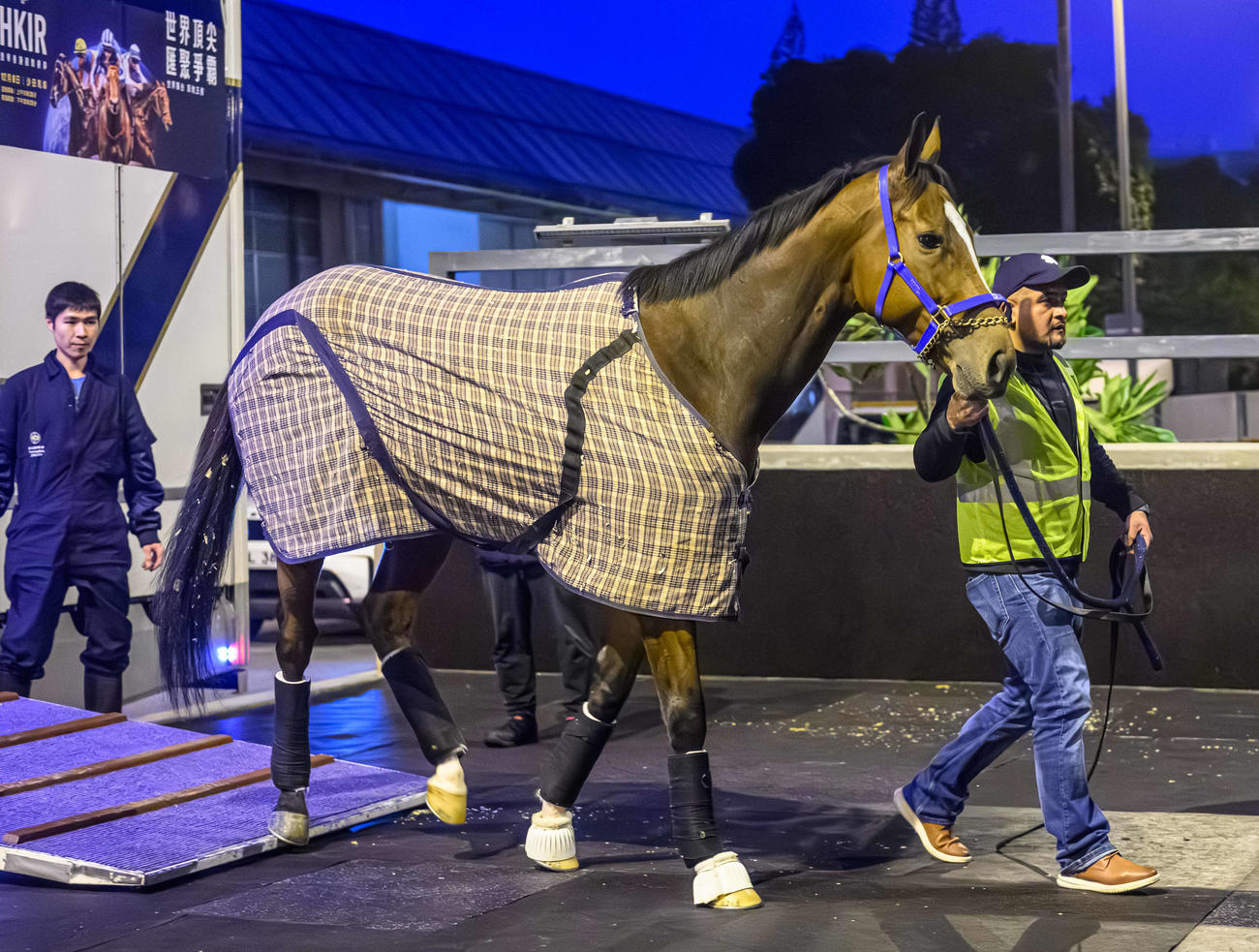 1日未明にシャティン競馬場へ到着した米国のノーボールズ（（C）The Hong Kong Jockey Club）