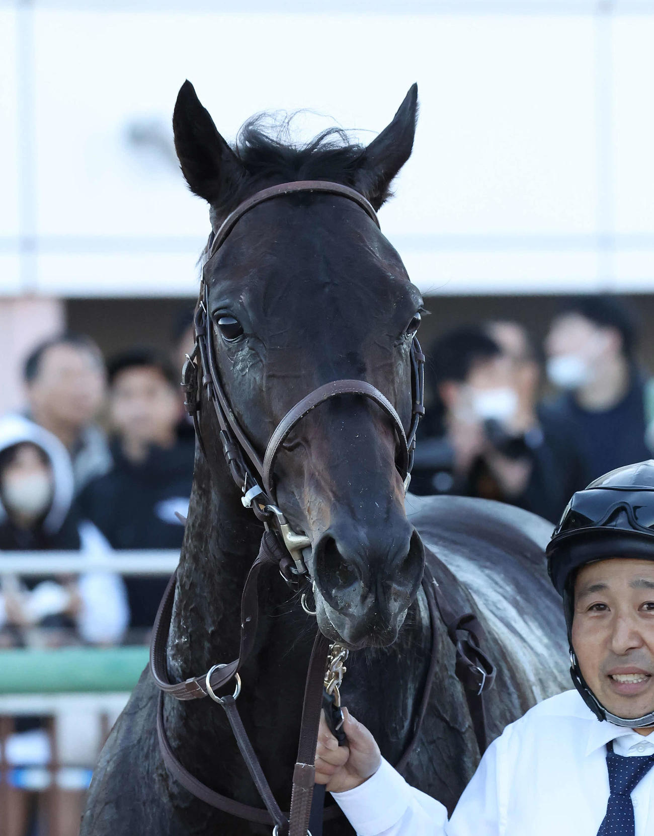 葉牡丹賞を制したヴィンセンシオ（2024年11月30日撮影）