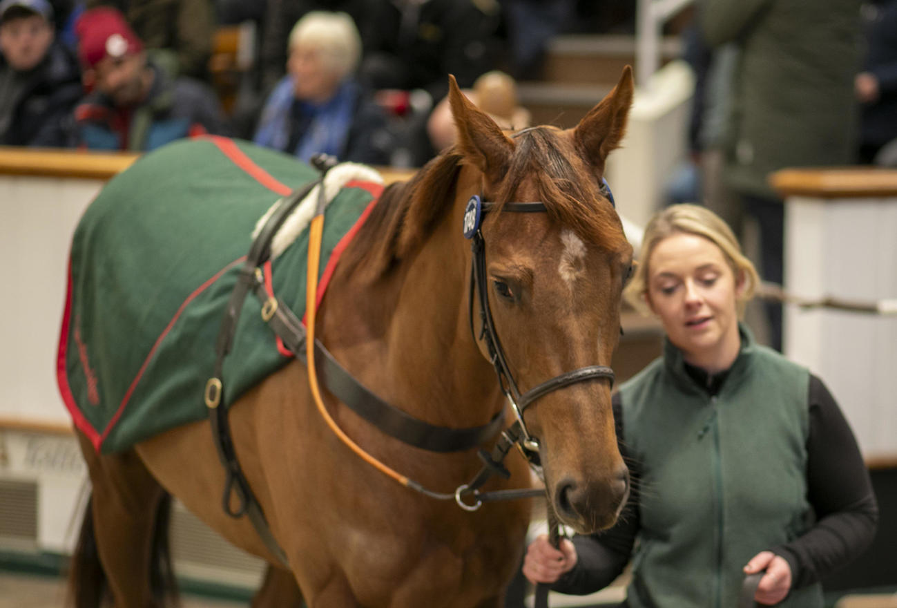 130万ギニーで落札されたルミエールロック（C）Tattersalls