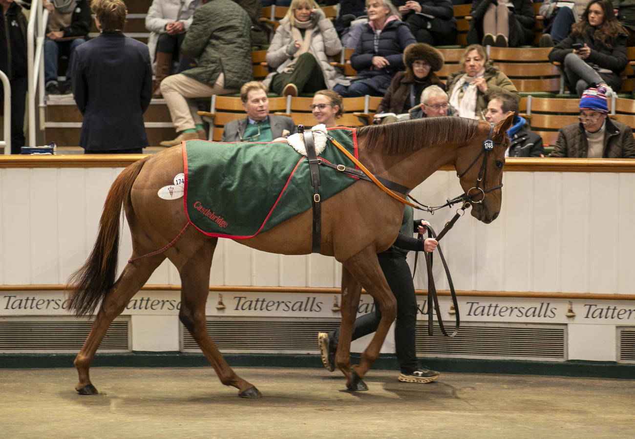 130万ギニーで落札されたルミエールロック（C）Tattersalls