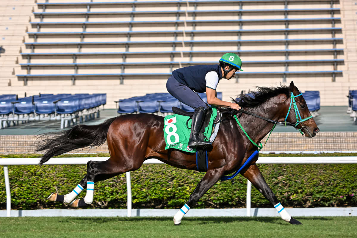 芝コースで追い切ったプラダリア（（C）The Hong Kong Jockey Club）