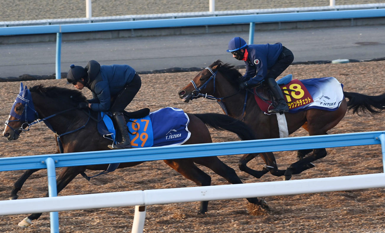 ブラウンラチェット（右）はオーキッドロマンスと併せて追い切る（撮影・柴田隆二）