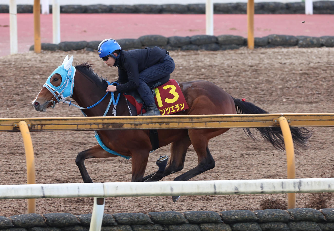 CWコースにて単走で追い切るダンツエラン