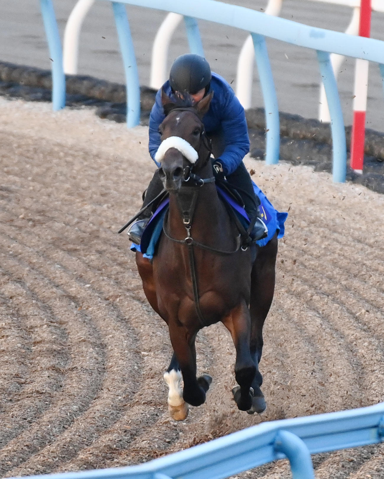 美浦ウッドで朝日杯FSに向けて1週前追い切りを行ったアルレッキーノ（撮影・柴田隆二）