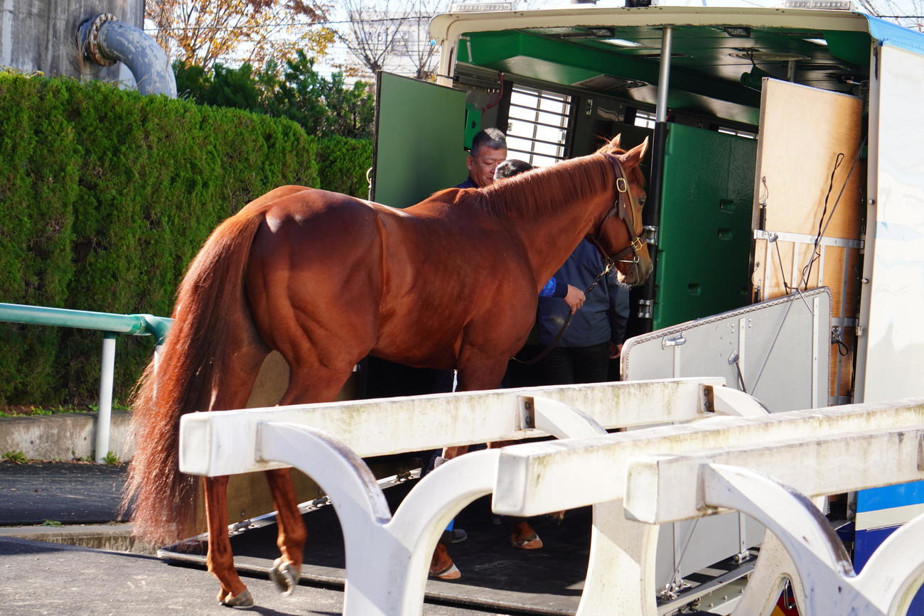 北海道へ向けて馬運車に乗り込むレモンポップ