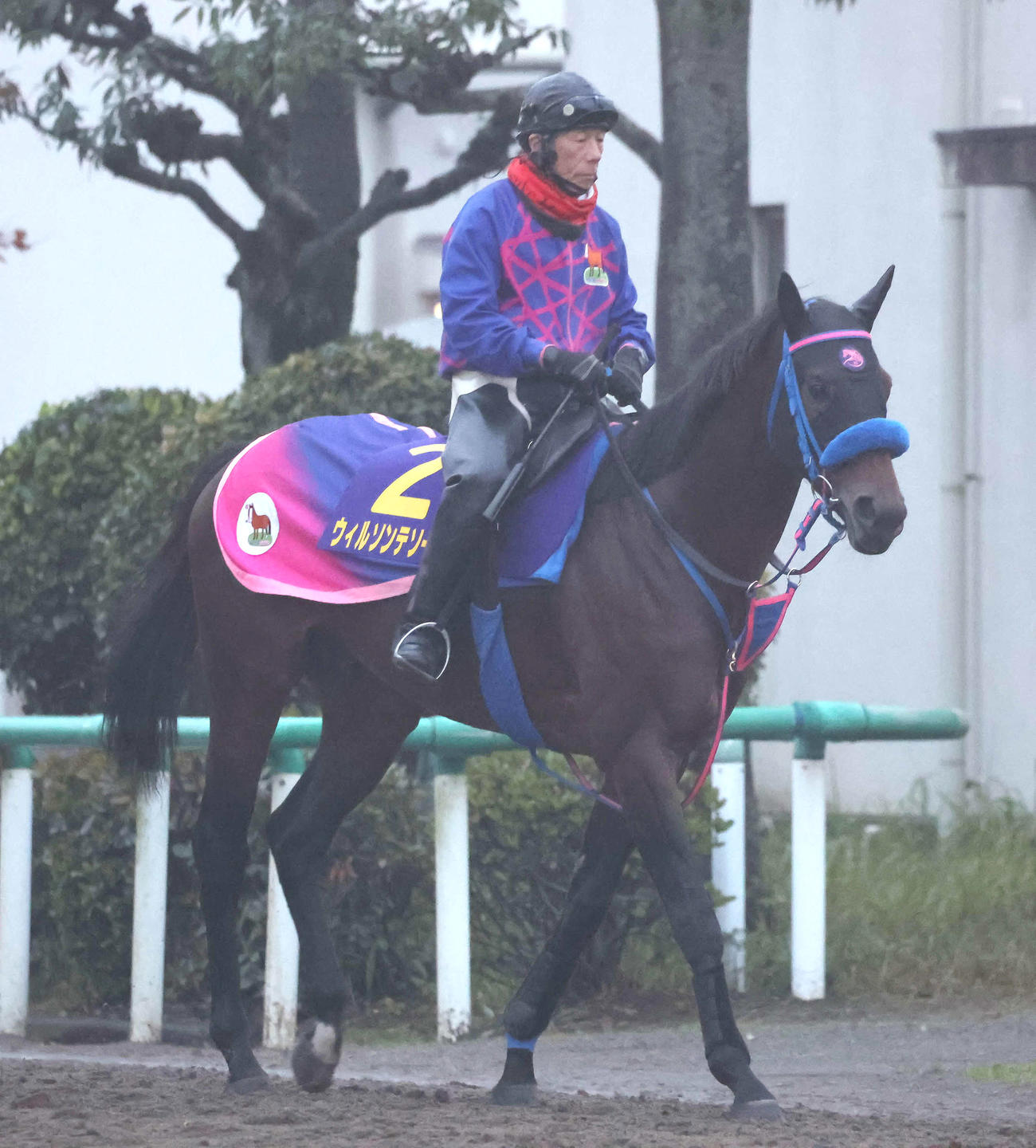ウィルソンテソーロ（2024年撮影）