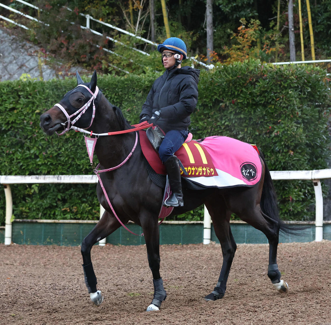 3日、中村騎手を背に逍遥馬道で運動するショウナンザナドゥ