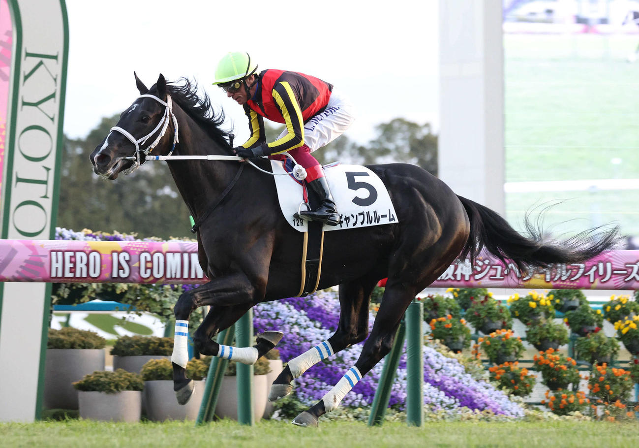 京都12R、デットーリ騎手を背に快勝したギャンブルルーム（撮影・白石智彦）