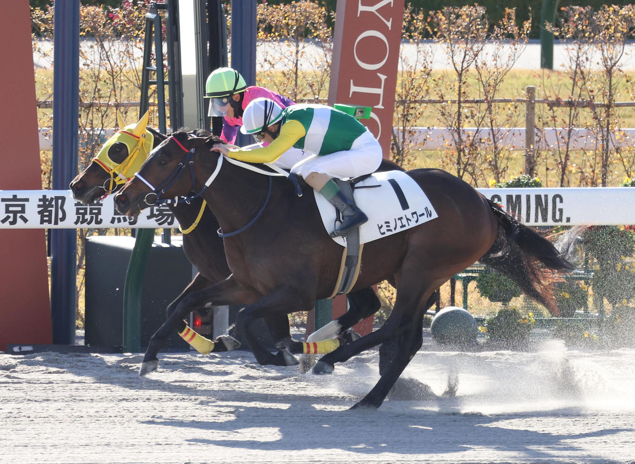 2歳未勝利を勝ち上がったヒミノエトワール（撮影・白石智彦）