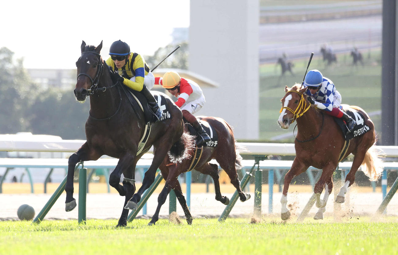 京都9R、1番人気に応えてエリカ賞を制したナグルファル（左）（撮影・白石智彦）