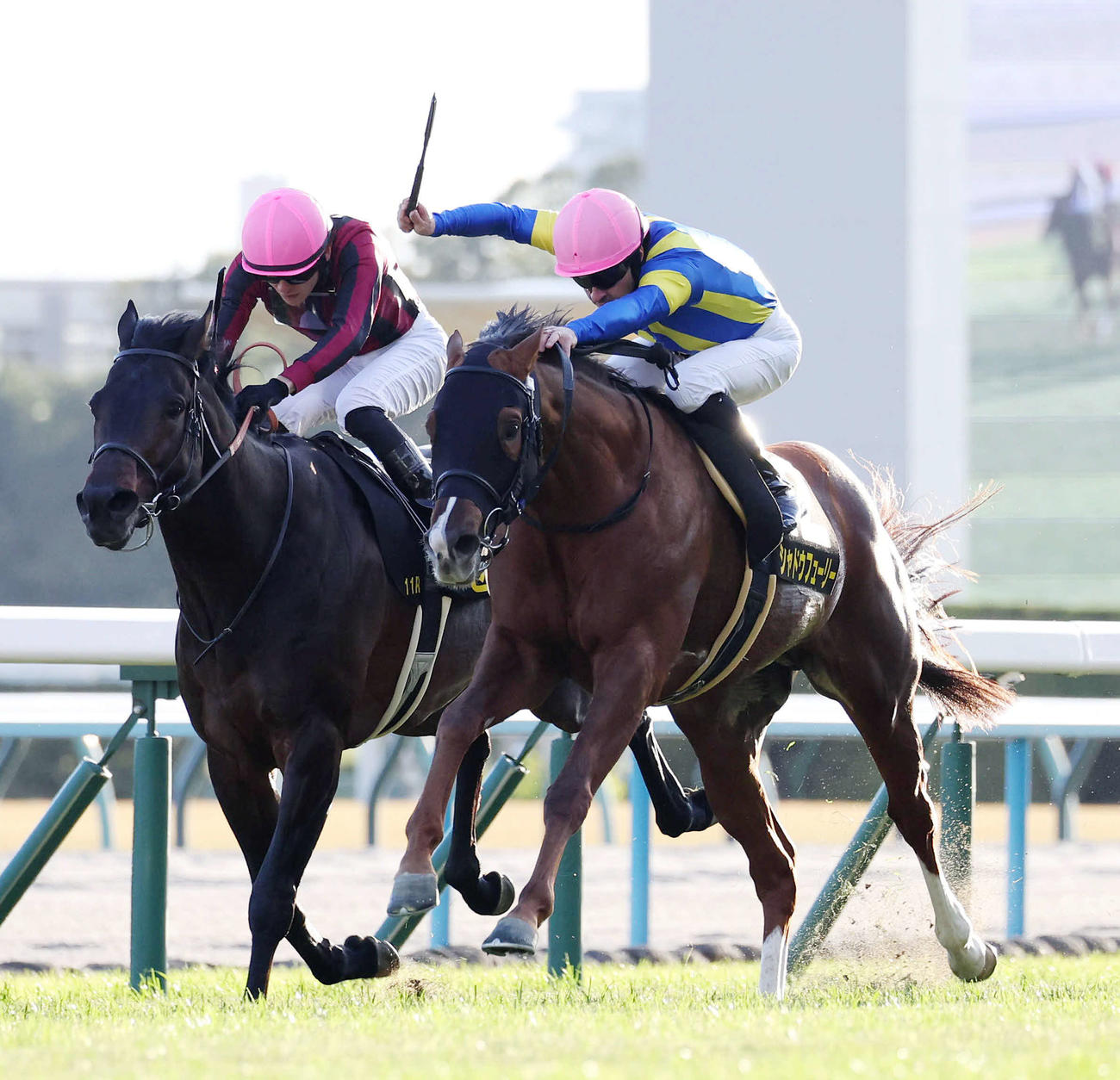 京都11R、直線抜け出してリゲルSを制したシャドウフューリー（右）（撮影・白石智彦）