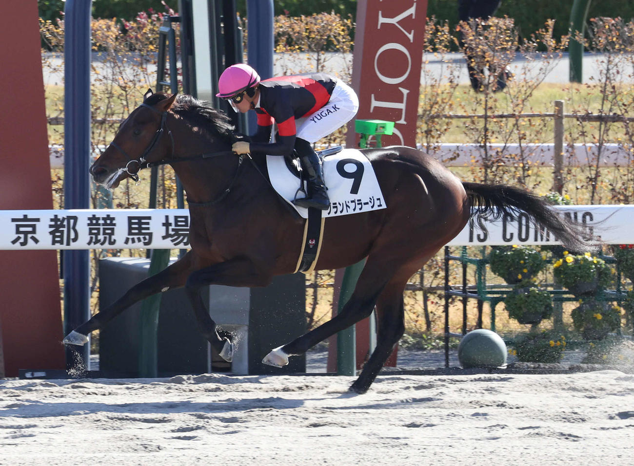 京都6Rの新馬戦を制したグランドプラージュ（撮影・白石智彦）