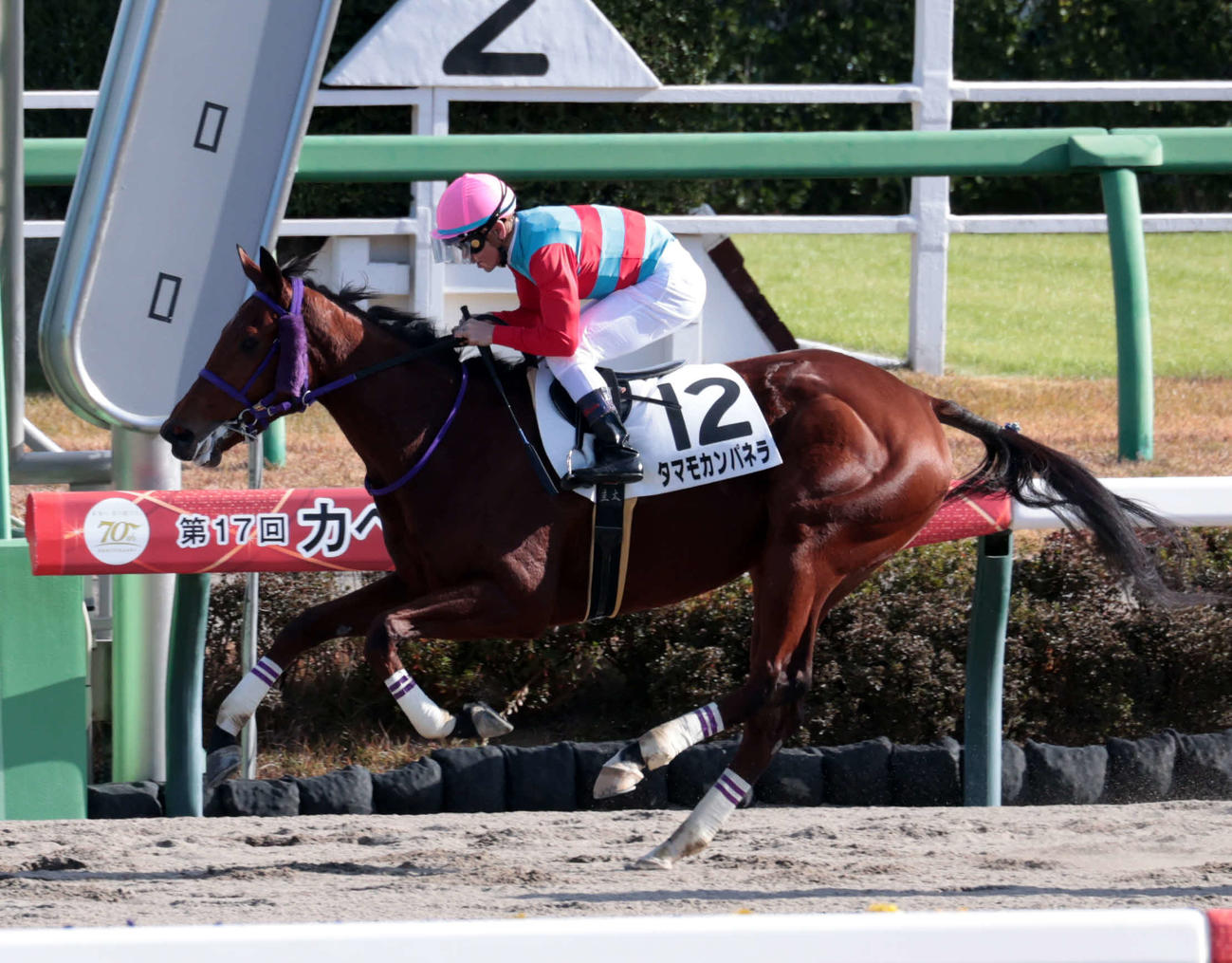 中山6Rの新馬戦を制したタマモカンパネラと戸崎騎手（撮影・柴田隆二）