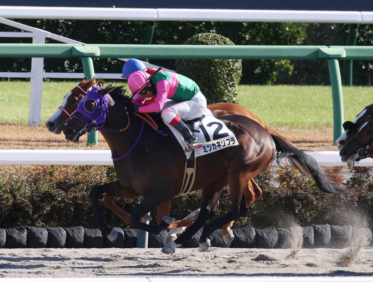 中山6R、新馬戦を制したミツカネリブラ（手前）、2着ルージュキャルト（撮影・柴田隆二）