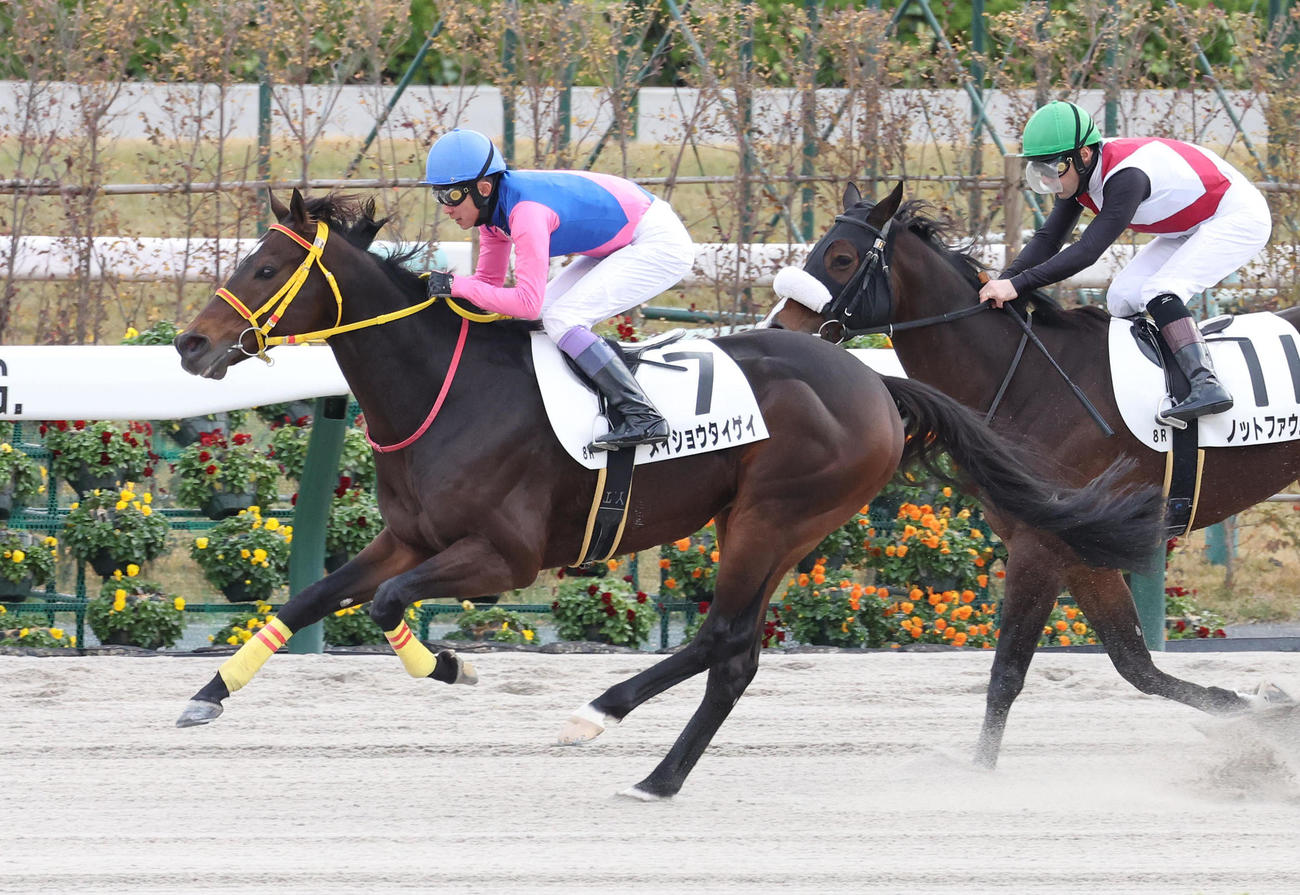 京都8R、武豊騎手を背に3歳以上2勝クラスを制したメイショウタイゲイ（撮影・白石智彦）