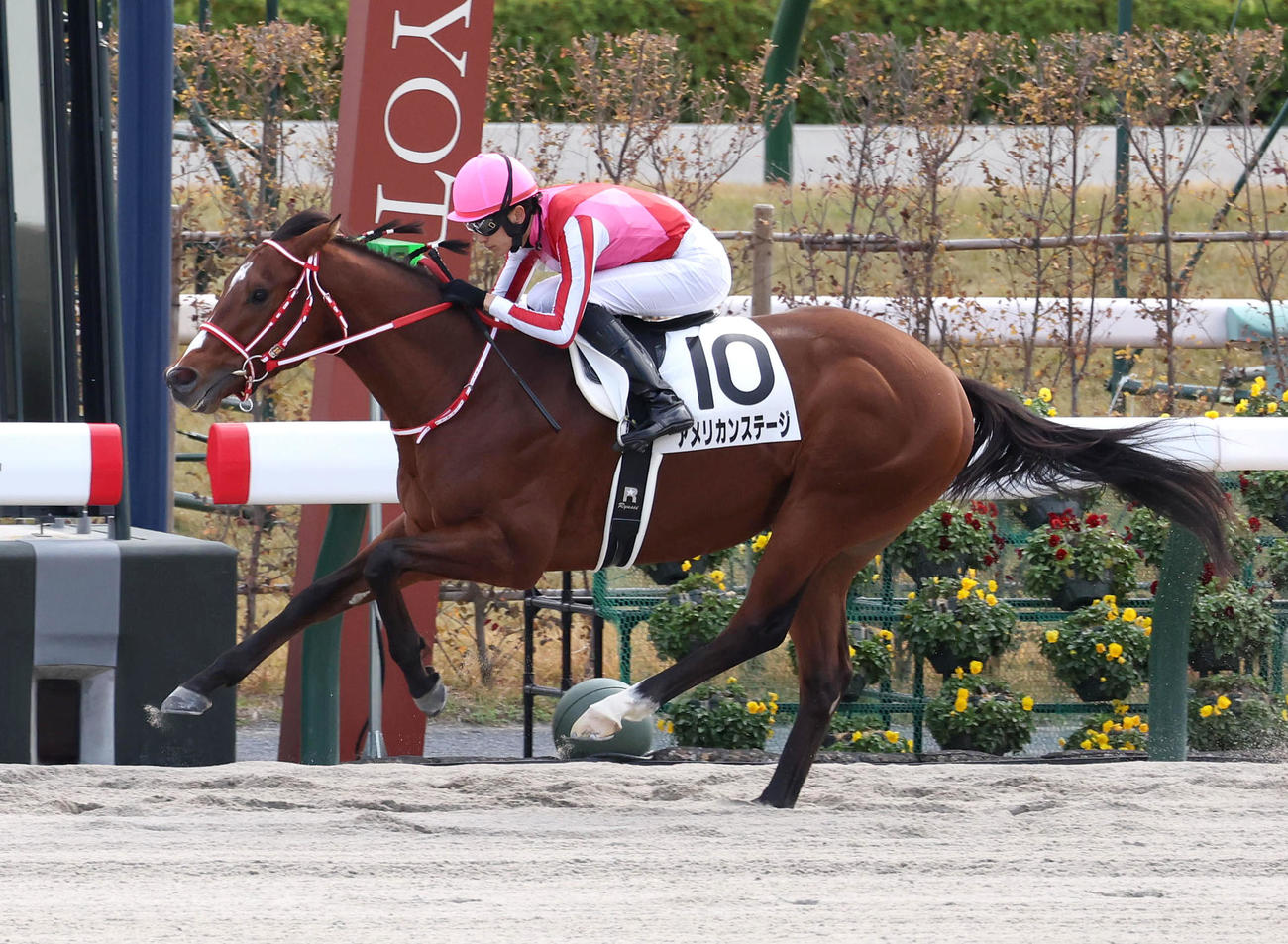 京都6R、逃げ切って2歳1勝クラスを制したアメリカンステージ（撮影・白石智彦）