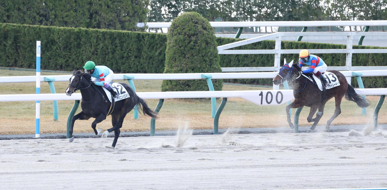 直線突き抜けたヤマニンバロネスが8馬身差をつけ新馬戦を圧勝（撮影・白石智彦）